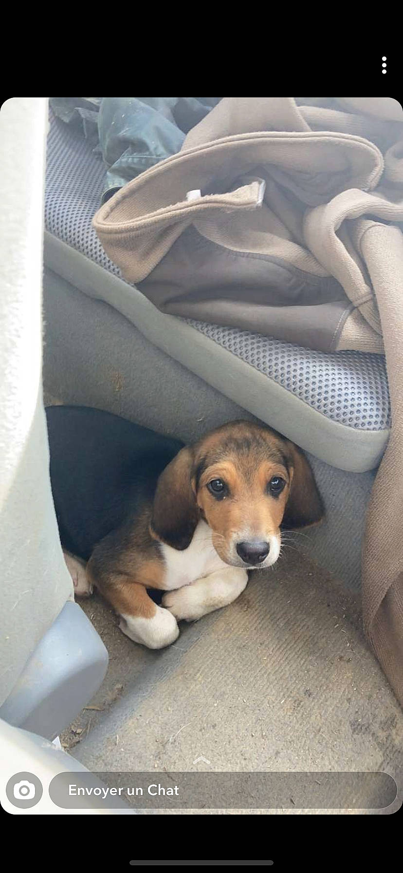 Rox participe au concours pour gagner de l'argent avec cette photo : auto_part, automotive_design, beagle, canidae, car_seat, car_seat_cover, carnivore, comfort, companion_dog, dog, dog_breed, fawn, head_restraint, hound, scent_hound, snout, sporting_group, vehicle, vehicle_door, working_animal