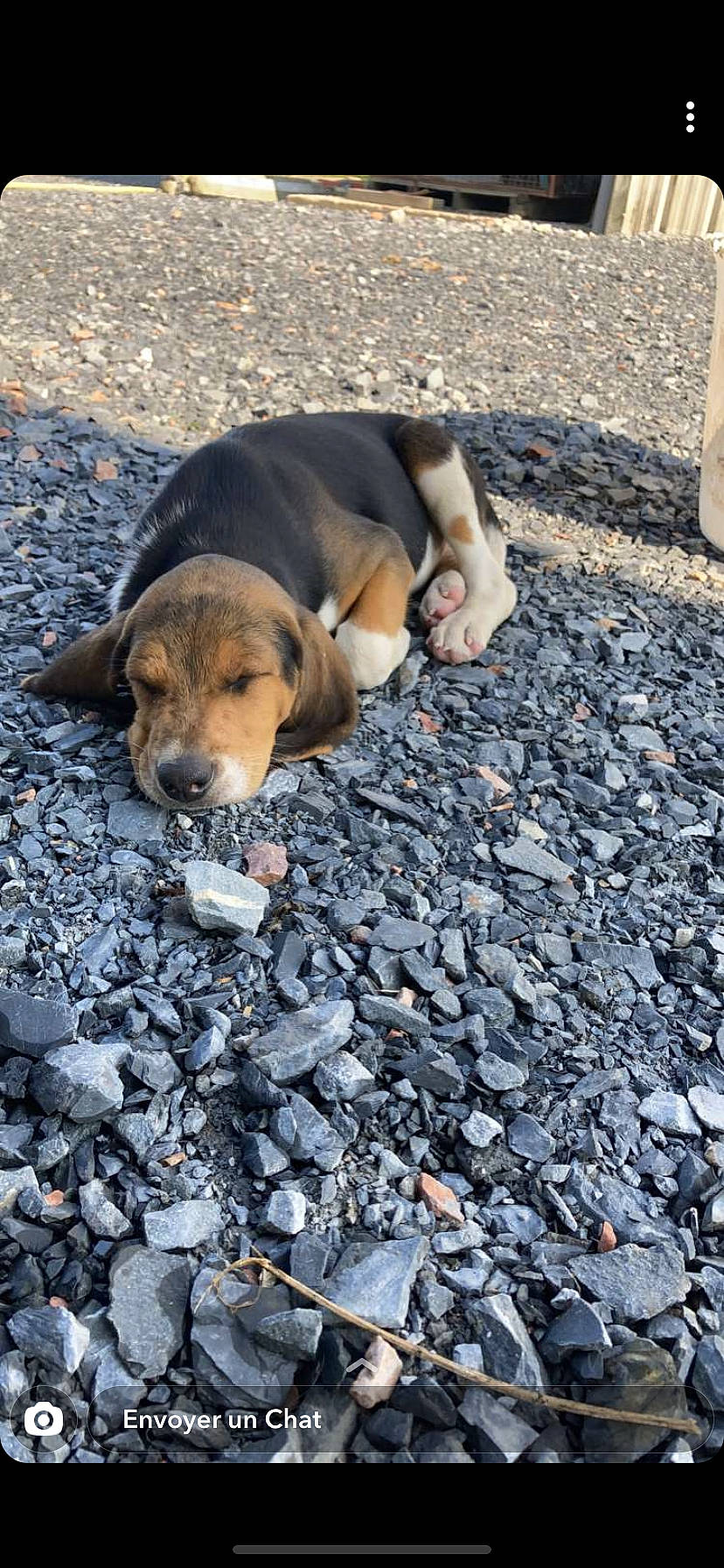 Rox a rejoint le concours — aidez-le/la à gagner de superbes lots ! adventure, asphalt, bedrock, canidae, carnivore, cobblestone, companion_dog, dog, dog_breed, fawn, pebble, road_surface, rock, rubble, shadow, snout, soil, sporting_group, street_dog, tail