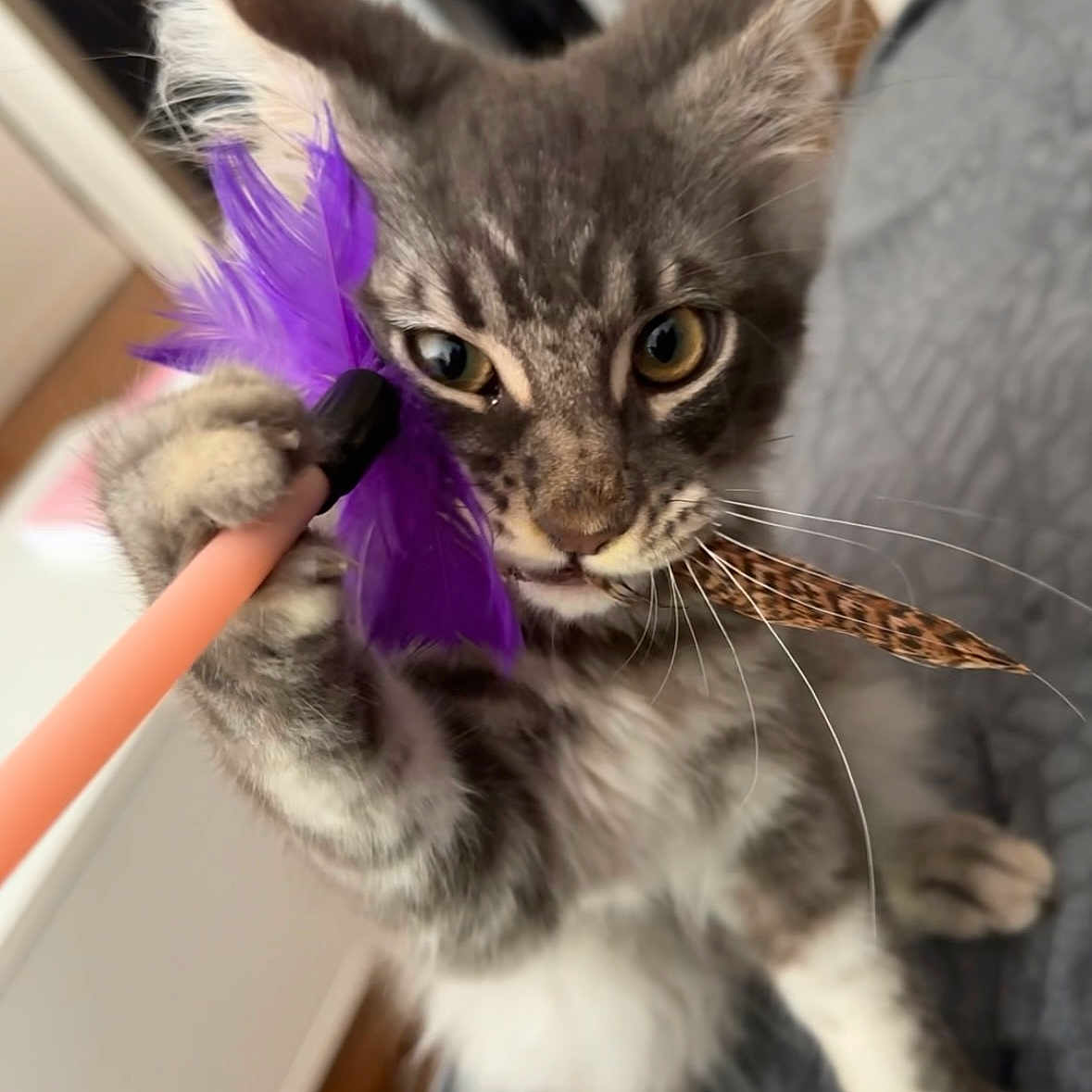 Ugy a rejoint le concours — aidez-le/la à gagner de superbes lots ! abyssinian, accessories, animal, brush, cat, clothing, costume, device, featherboa, flower, formalwear, kitten, manx, person, pet, plant, purple, strap, tie, tool