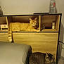 cat, orange_cat, tabby_cat, bed, pillow, wooden_shelf, furniture, indoor, pet, animal, resting, cute, relaxed, cozy, striped_cat, sleeping_spot, domestic_cat, feline, household, companion