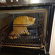 Harry participe au concours pour gagner de l'argent avec cette photo : cat, orange_tabby, oven, kitchen, appliance, metal_rack, door_open, indoor, pet, animal, feline, grime, clock, time_display, household, curious, sitting, looking, close_up, domestic