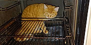 Harry participe au concours pour gagner de l'argent avec cette photo : animal, appliance, cat, clock, close_up, curious, domestic, door_open, feline, grime, household, indoor, kitchen, looking, metal_rack, orange_tabby, oven, pet, sitting, time_display