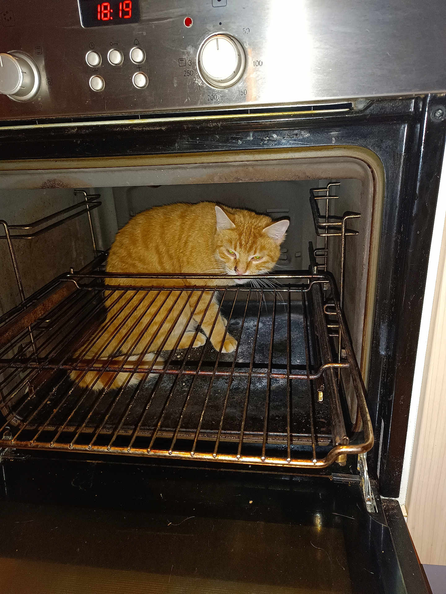 Harry participe au concours pour gagner de l'argent avec cette photo : cat, orange_tabby, oven, kitchen, appliance, metal_rack, door_open, indoor, pet, animal, feline, grime, clock, time_display, household, curious, sitting, looking, close_up, domestic