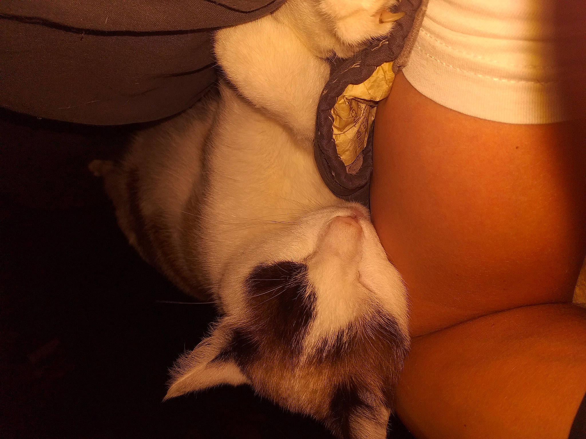 Iro a rejoint le concours — aidez-le/la à gagner de superbes lots ! abdomen, carnivore, chest, cloud, comfort, companion_dog, couch, dog, dog_breed, fawn, felidae, knee, lamp, leg, snout, tail, thigh, tints_and_shades, trunk, whiskers