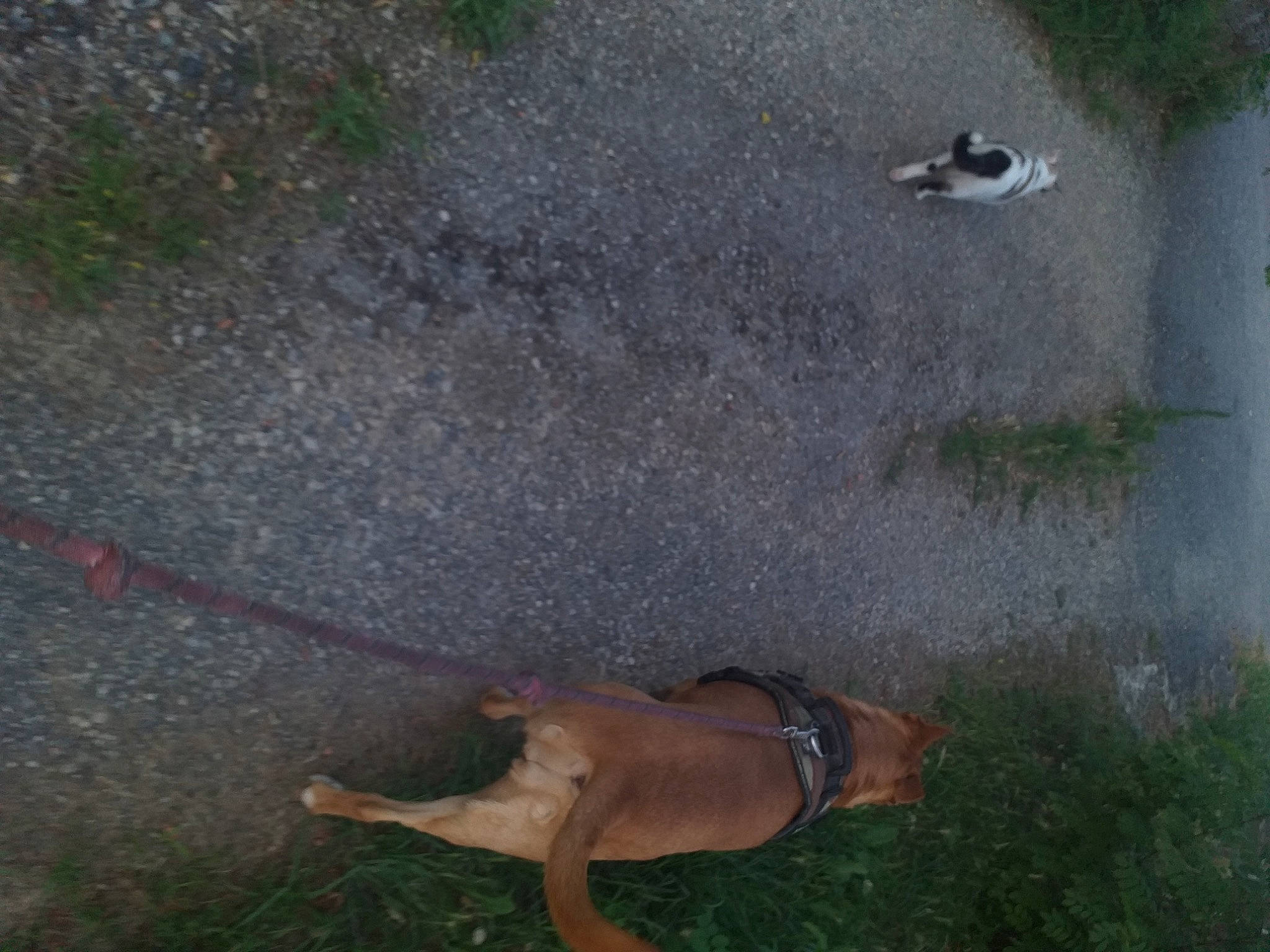 Iro participe au concours pour gagner de l'argent avec cette photo : asphalt, barefoot, bird, dog, fawn, foot, fun, grass, grass_family, grey, leg, organism, people_in_nature, plant, recreation, road_surface, sidewalk, soil, tail, tree