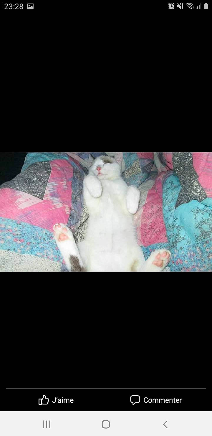 Iro participe au concours pour gagner de l'argent avec cette photo : art, chest, darkness, fashion_accessory, felidae, fictional_character, flesh, fur, linens, magenta, pattern, plush, room, small_to_medium_sized_cats, stuffed_toy, tail, teddy_bear, textile, tints_and_shades, visual_arts