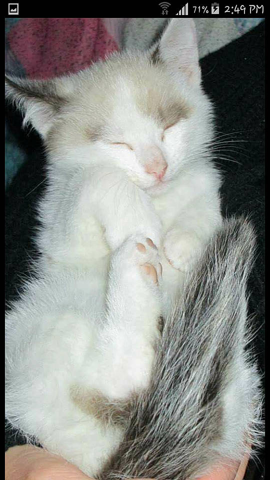 Iro a rejoint le concours — aidez-le/la à gagner de superbes lots ! carnivore, cat, claw, comfort, domestic_short_haired_cat, felidae, fur, paw, small_to_medium_sized_cats, snout, tail, whiskers