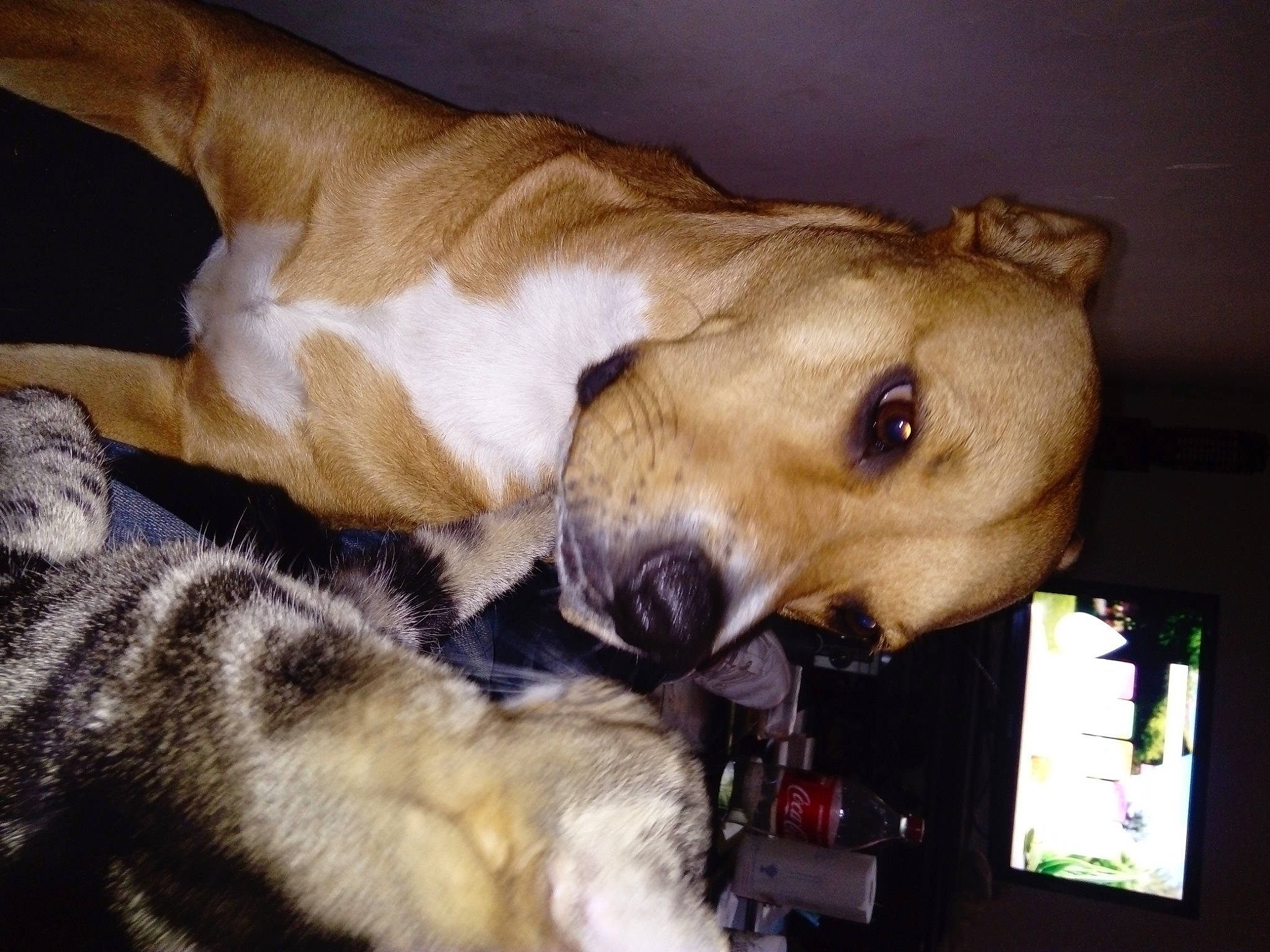 Lily participe au concours pour gagner de l'argent avec cette photo : carnivore, collar, comfort, companion_dog, dog, dog_breed, dog_collar, dog_supply, fawn, fur, paw, pet_supply, sporting_group, whiskers, working_animal