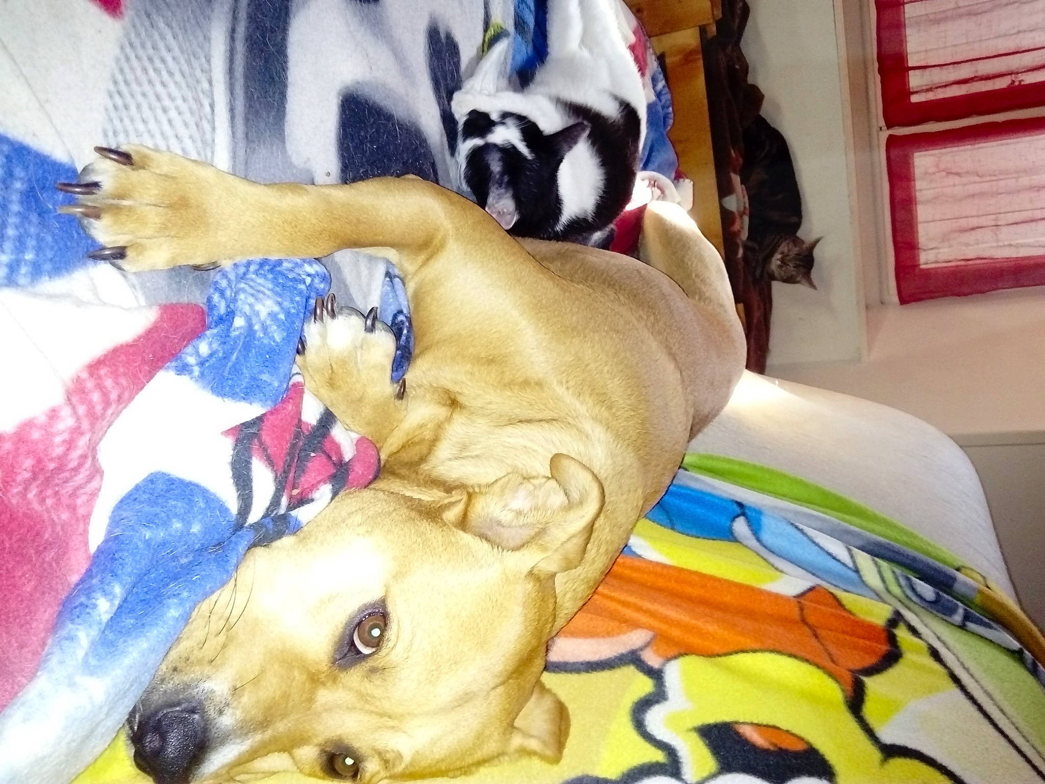 Lily a rejoint le concours — aidez-le/la à gagner de superbes lots ! bed, canidae, carnivore, comfort, companion_dog, dog, dog_breed, dog_supply, fawn, fur, guard_dog, linens, nap, non_sporting_group, pet_supply, room, snout, sporting_group, toy_dog, working_animal