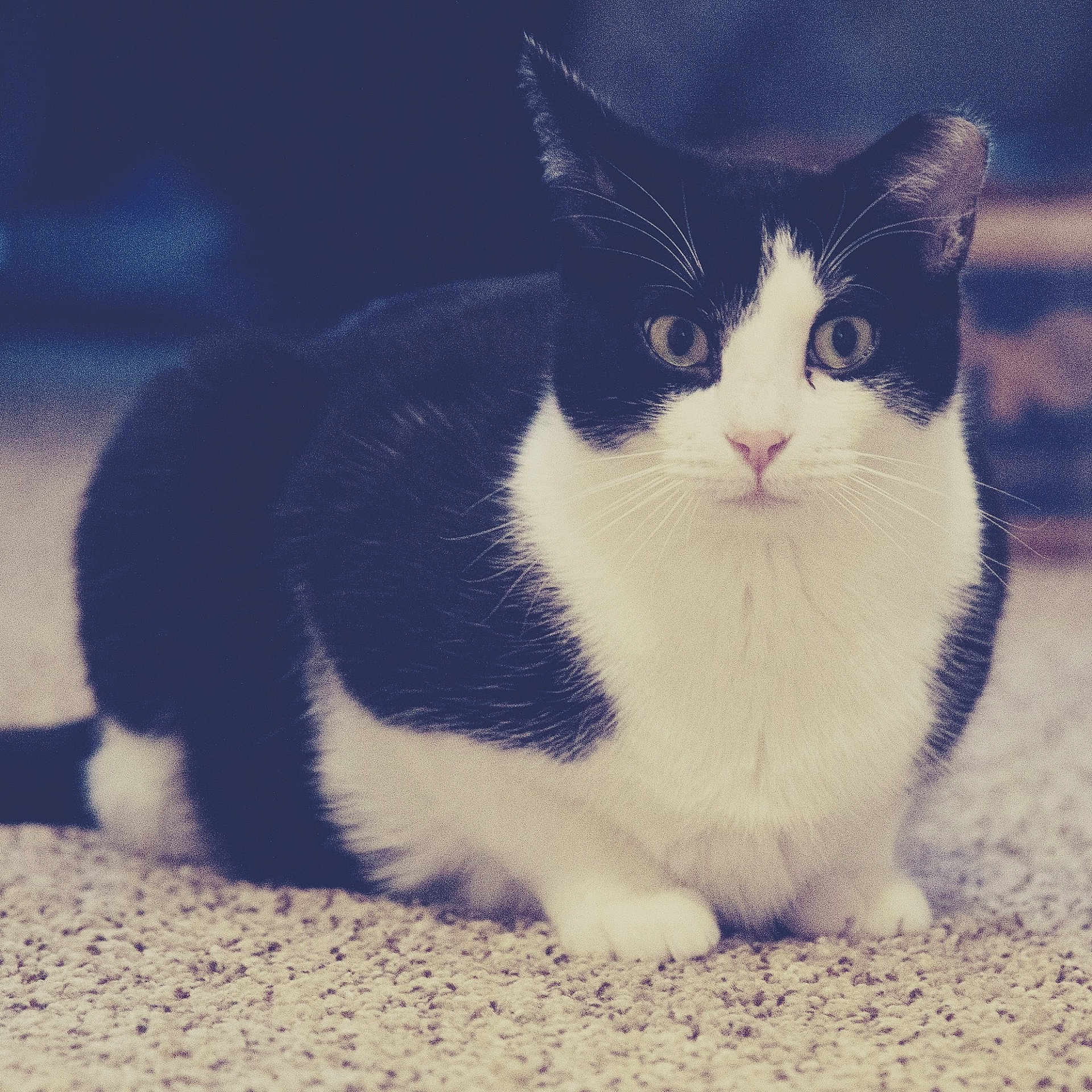Gamma is registered to the contest to win money with this photo: aegean_cat, american_wirehair, black_and_white, carnivore, cat, cloud, domestic_short_haired_cat, european_shorthair, eye, felidae, fur, kitten, mammal, paw, polydactyl_cat, sky, small_to_medium_sized_cats, snout, tail, whiskers