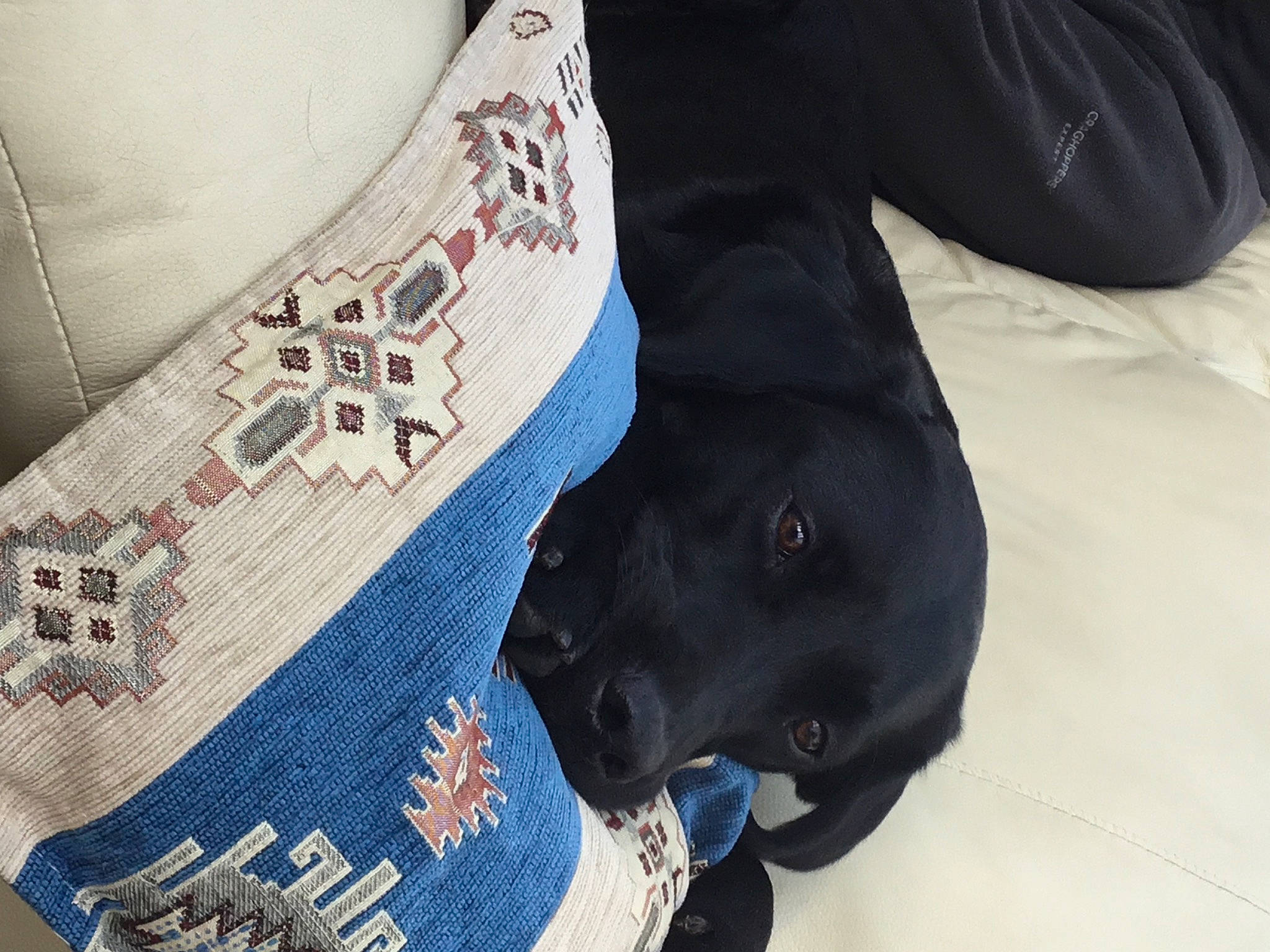 Loki joined the competition — help win amazing prizes! athletic_shoe, carmine, carnivore, collar, companion_dog, denim, dog, dog_breed, dog_collar, dog_supply, electric_blue, fashion_accessory, fur, guard_dog, non_sporting_group, pattern, snout, sporting_group, walking_shoe, working_animal