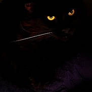 Poupy participe au concours pour gagner de l'argent avec cette photo : black_cat, cat, animal, pet, whiskers, yellow_eyes, dark, shadow, mysterious, portrait, closeup, feline, night, black_fur, eyes, glowing, indoor, quiet, still, cute