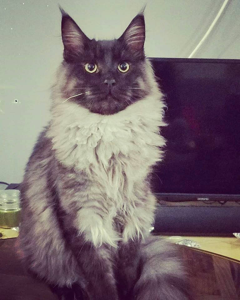 Simba a rejoint le concours — aidez-le/la à gagner de superbes lots ! asian_semi_longhair, black_and_white, british_semi_longhair, carnivore, cat, domestic_long_haired_cat, eye, felidae, fur, kitten, maine_coon, mammal, norwegian_forest_cat, ragamuffin, ragdoll, sky, small_to_medium_sized_cats, snapshot, vertebrate, whiskers