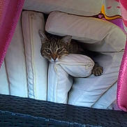 Nala participe au concours pour gagner de l'argent avec cette photo :