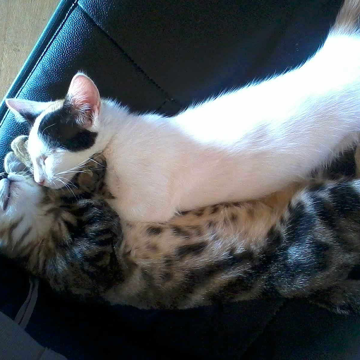 Nala et Neige