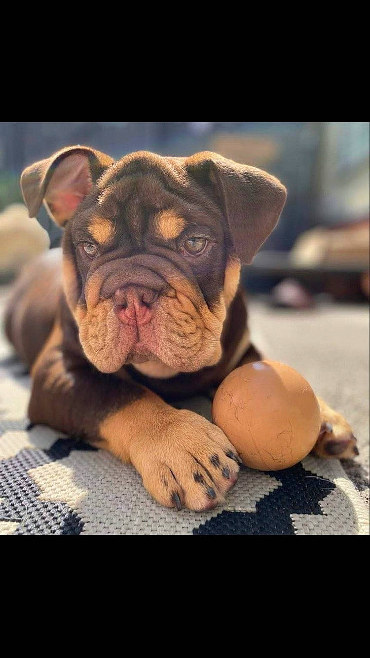 Kane joined the competition — help win amazing prizes! ancient_dog_breeds, bulldog, canidae, carnivore, companion_dog, dog, dog_breed, fawn, molosser, non_sporting_group, paw, puppy, snout, sporting_group, still_life_photography, terrestrial_animal, whiskers, wood, working_dog, wrinkle