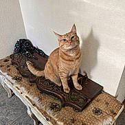Sparkle is registered to the contest to win money with this photo: cat, ginger_cat, tabby, feline, pet, indoor, bench, fabric, bee_pattern, shadow, wall, floor_tiles, curious, sitting, ears_up, wooden_bench, texture, rustic, domestic_cat, furniture