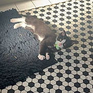 Milo is registered to the contest to win money with this photo: animal, bell, black_and_white, black_tiles, cat, collar, curious, cute, domestic, feline, floor, hexagonal_tiles, indoor, kitten, lying_down, mat, pet, small, white_tiles, young