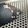 animal, bell, black_and_white, black_tiles, cat, collar, curious, cute, domestic, feline, floor, hexagonal_tiles, indoor, kitten, lying_down, mat, pet, small, white_tiles, young