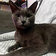 Slinky joined the competition — help win amazing prizes! cat, gray_cat, pet, indoor, blanket, soft_texture, furniture, shelf, decor, animal, whiskers, ears, fur, relaxed, closeup, face, looking, cozy, home, resting