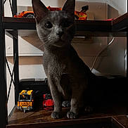 Slinky is registered to the contest to win money with this photo: animal, books, cat, curious, cute, dim_lighting, domestic_cat, ears, furniture, gray_cat, indoor, mysterious, pet, quiet, shadow, shelf, still_life, toy_cars, whiskers, wooden_shelf