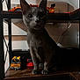 animal, books, cat, curious, cute, dim_lighting, domestic_cat, ears, furniture, gray_cat, indoor, mysterious, pet, quiet, shadow, shelf, still_life, toy_cars, whiskers, wooden_shelf
