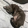 cat, gray_cat, pet, animal, sleeping, curled_up, blanket, cozy, feline, cute, resting, indoor, fur, whiskers, tail, paw, relaxed, soft, texture, comfort