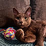Slinky is registered to the contest to win money with this photo: animal, ball_of_yarn, cat, closeup, cozy, curious, domestic_cat, feline, gray_cat, green_eyes, indoor, knit_blanket, paw, pet, relaxed, resting, soft_fur, texture, whiskers, yarn
