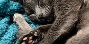 Slinky joined the competition — help win amazing prizes! cat, sleeping, grey_cat, paw_pads, blanket, blue_blanket, cozy, fur, pet, resting, indoor, soft_texture, cute, animal, closeup, domestic_cat, relaxed, whiskers, quiet, peaceful