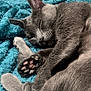 cat, sleeping, grey_cat, paw_pads, blanket, blue_blanket, cozy, fur, pet, resting, indoor, soft_texture, cute, animal, closeup, domestic_cat, relaxed, whiskers, quiet, peaceful