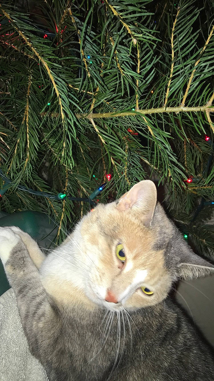Peaches is registered to the contest to win money with this photo: branch, carnivore, cat, christmas_decoration, christmas_ornament, christmas_tree, evergreen, fawn, felidae, grass, holiday_ornament, organism, plant, small_to_medium_sized_cats, snout, tail, terrestrial_plant, twig, whiskers, wood
