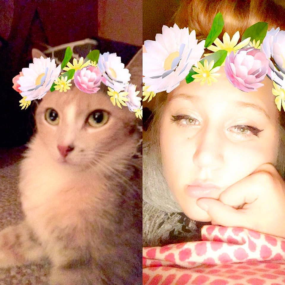 Peaches joined the competition — help win amazing prizes! art, beauty, carnivore, cat, cut_flowers, eyelash, felidae, flower, flower_arranging, happy, headband, headgear, headpiece, iris, petal, pink, plant, small_to_medium_sized_cats, textile, whiskers