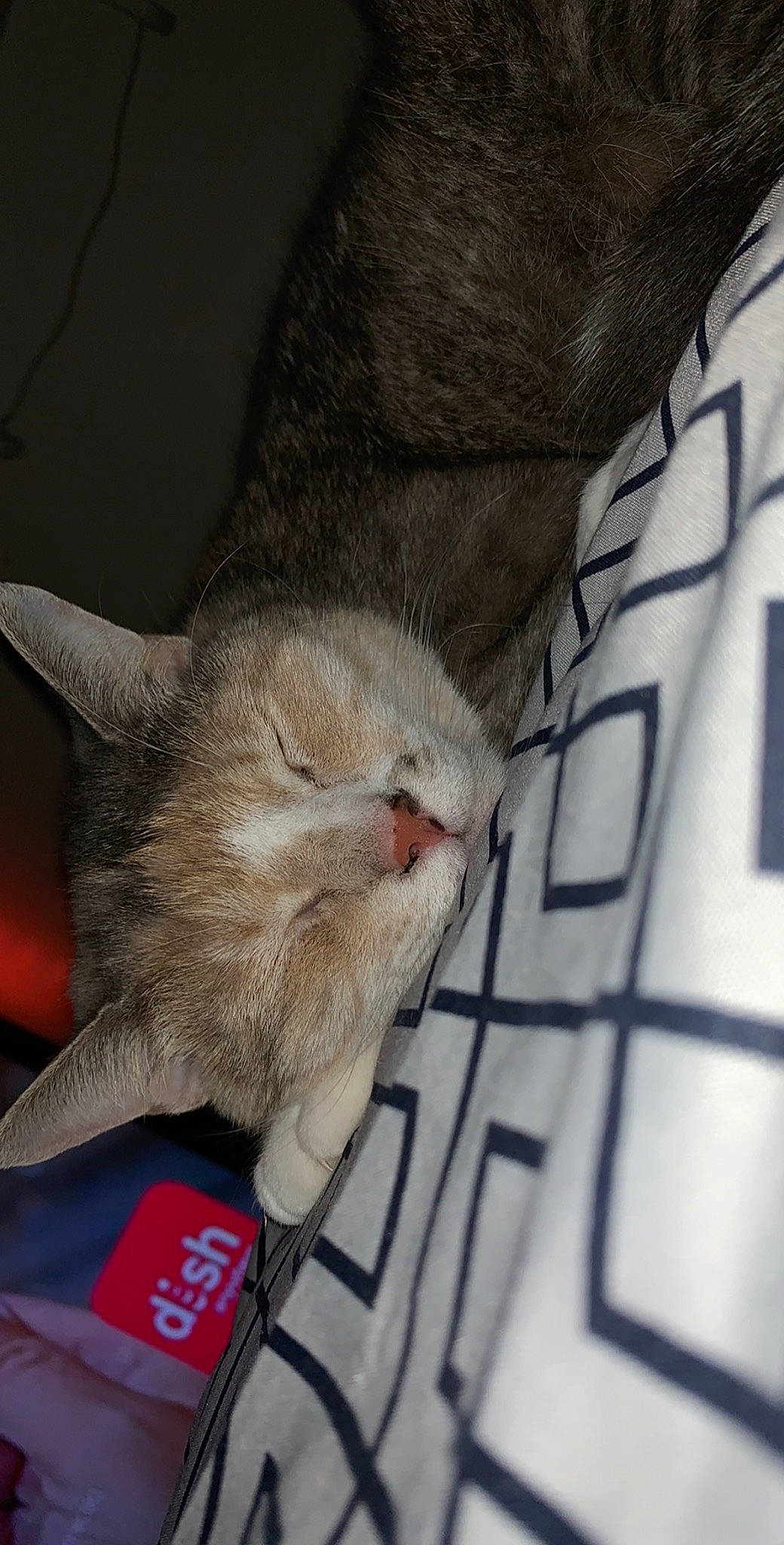 Peaches joined the competition — help win amazing prizes! carnivore, cat, claw, comfort, domestic_short_haired_cat, fawn, felidae, fur, grey, nap, pattern, paw, sleep, small_to_medium_sized_cats, snout, tail, whiskers