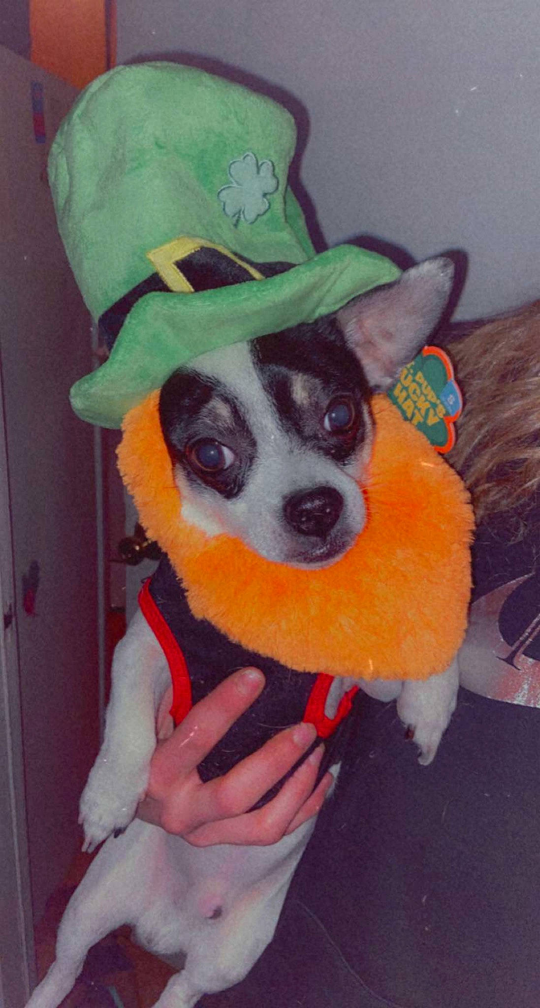 Handsome is registered to the contest to win money with this photo: canidae, carnivore, companion_dog, costume_hat, dog, dog_breed, dog_clothes, dog_supply, door, ear, fawn, fedora, hat, headgear, personal_protective_equipment, plush, sleeve, snout, whiskers, working_animal