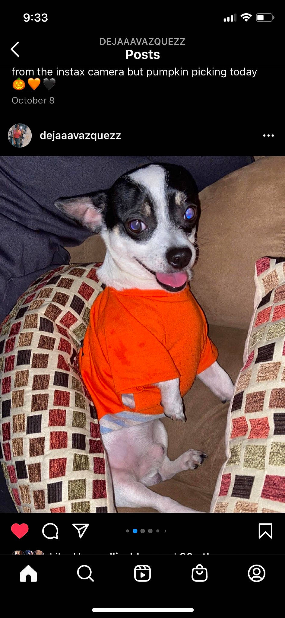 Handsome joined the competition — help win amazing prizes! canidae, carnivore, collar, comfort, companion_dog, dog, dog_breed, dog_clothes, dog_supply, fawn, linens, pattern, pet_supply, plaid, snout, sporting_group, t_shirt, tartan, whiskers, working_animal