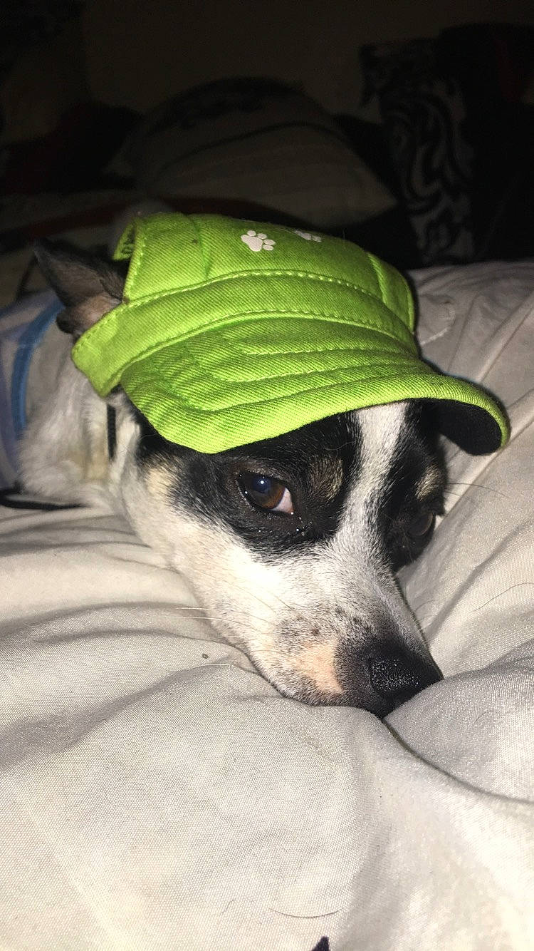 Handsome joined the competition — help win amazing prizes! canidae, carnivore, comfort, companion_dog, costume_hat, dog, dog_breed, dog_supply, fedora, fur, grey, guard_dog, hat, linens, non_sporting_group, paw, sporting_group, toy_dog, whiskers, working_animal