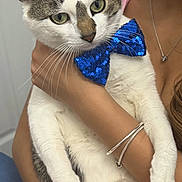 Messi is registered to the contest to win money with this photo: accessory, animal, arm, blue, bow_tie, casual, cat, closeup, cute, fur, gray, hand, holding, indoor, jewelry, person, pet, sequins, striped, white