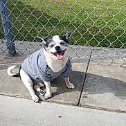 Bamboo joined the competition — help win amazing prizes! dog, small_dog, sweater, happy, outdoor, concrete, chain_link_fence, grass, baseball_field, people, sports, sunny, daytime, sidewalk, play, animal, pet, tongue_out, smiling, ears_up