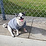 dog, small_dog, sweater, happy, outdoor, concrete, chain_link_fence, grass, baseball_field, people, sports, sunny, daytime, sidewalk, play, animal, pet, tongue_out, smiling, ears_up