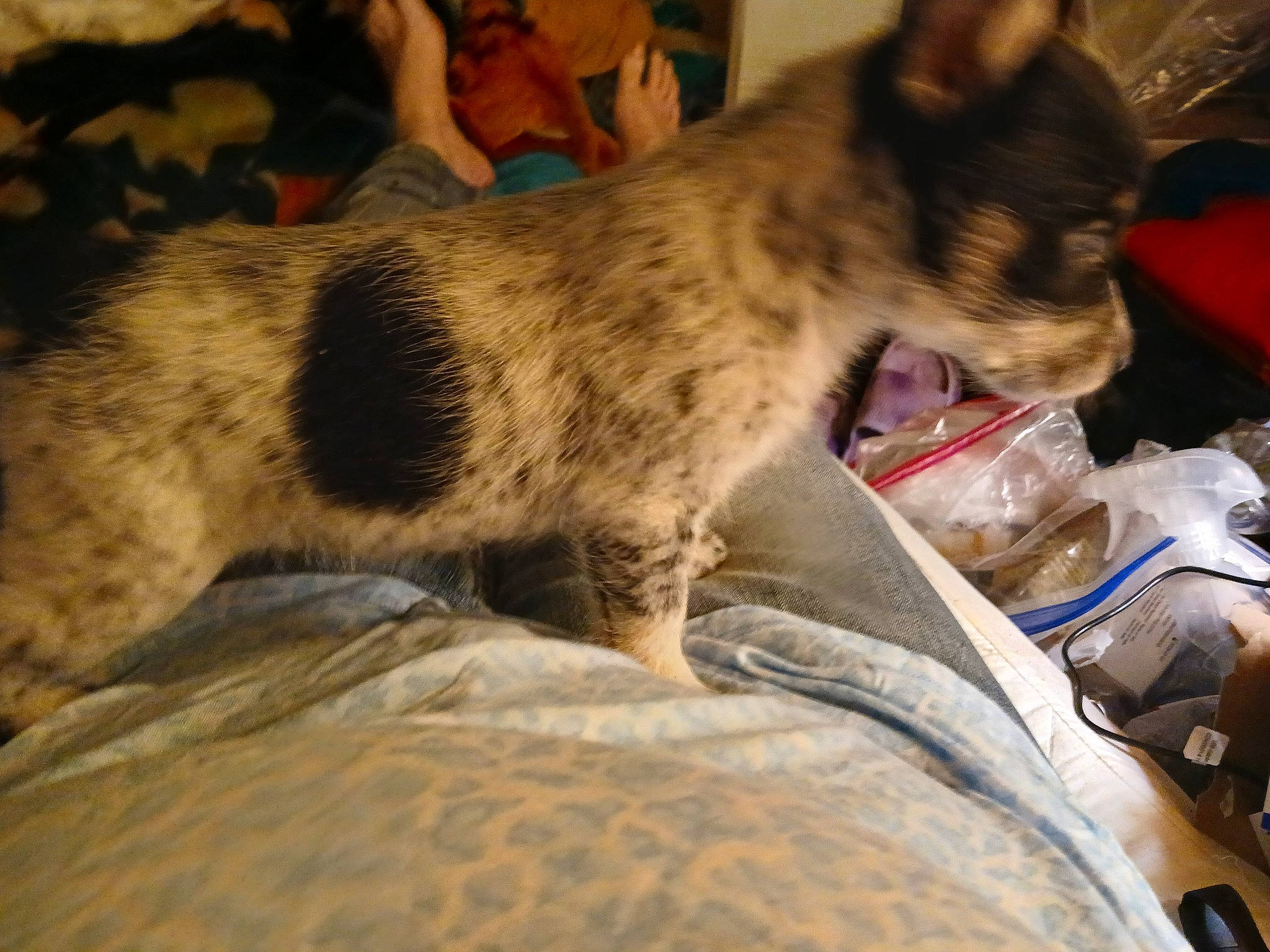 Batman is registered to the contest to win money with this photo: canidae, cat, comfort, companion_dog, dog_breed, domestic_short_haired_cat, fawn, felidae, fur, nap, paw, sleep, small_to_medium_sized_cats, snout, sporting_group, terrestrial_animal, whiskers