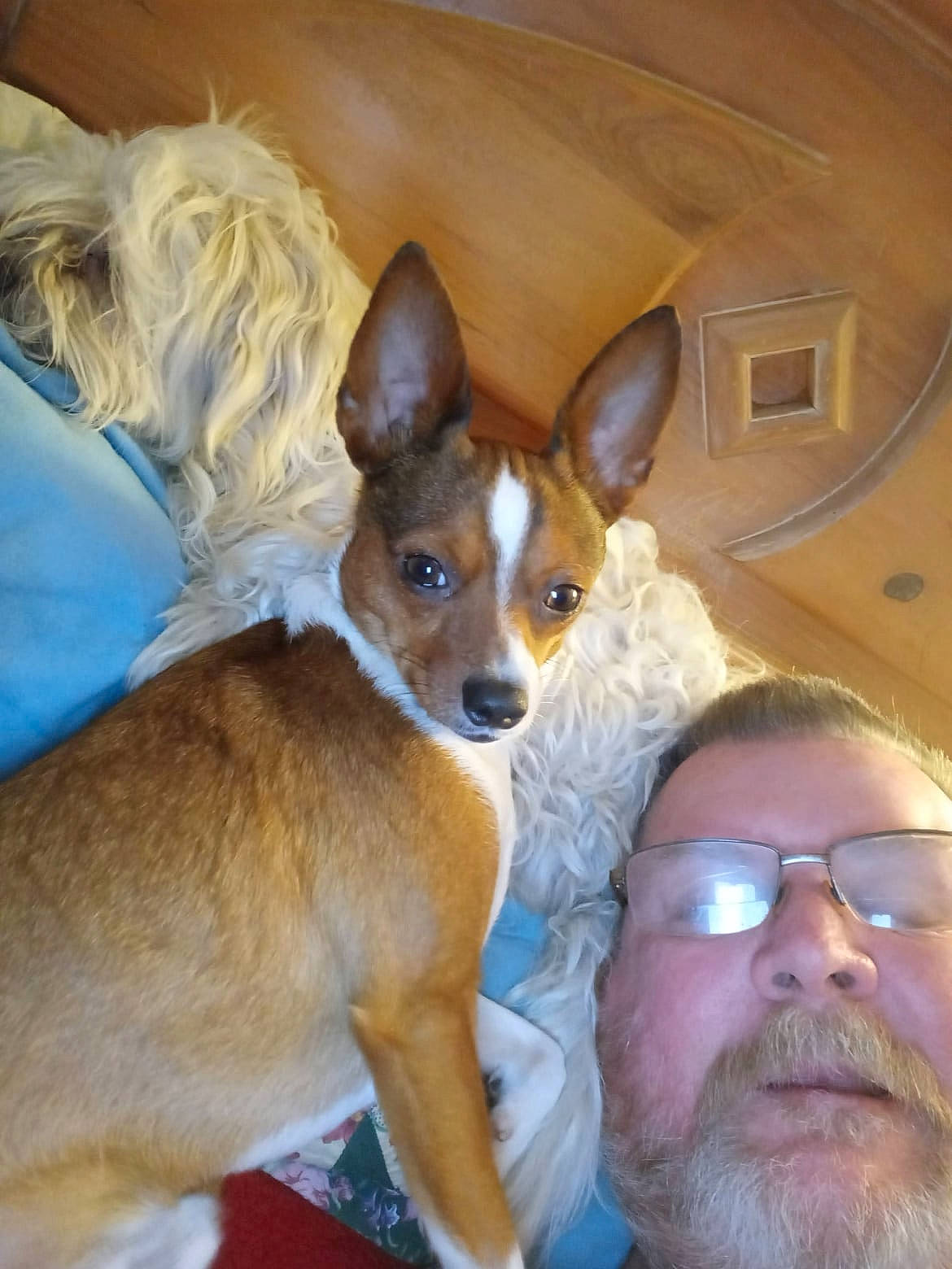 Buster is registered to the contest to win money with this photo: beard, canidae, carnivore, chihuahua, comfort, companion_dog, dog, dog_breed, ear, fawn, fur, glasses, non_sporting_group, puppy, russkiy_toy, snout, sporting_group, toy_dog, whiskers, working_animal