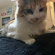 Mashie is registered to the contest to win money with this photo: animal, blanket, cat, close_up, comfortable, cozy, domestic_animal, ears, feline, fluffy, fur, home, indoor, pet, portrait, relaxed, resting, soft_lighting, wall_art, whiskers