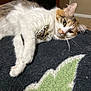 Mashie is registered to the contest to win money with this photo: animal, blanket, brown_fur, cat, close_up, comfort, cozy, domestic_cat, ears, feline, fur, indoor, lying_down, paw, pet, relaxed, resting, soft_texture, whiskers, white_fur
