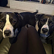 Psycho And Psycho Jr is registered to the contest to win money with this photo: dog, black_and_white, pet, animal, indoor, living_room, fireplace, carpet, knees, person, curious, closeup, cute, companionship, two_dogs, furniture, casual, domestic, tail, ears