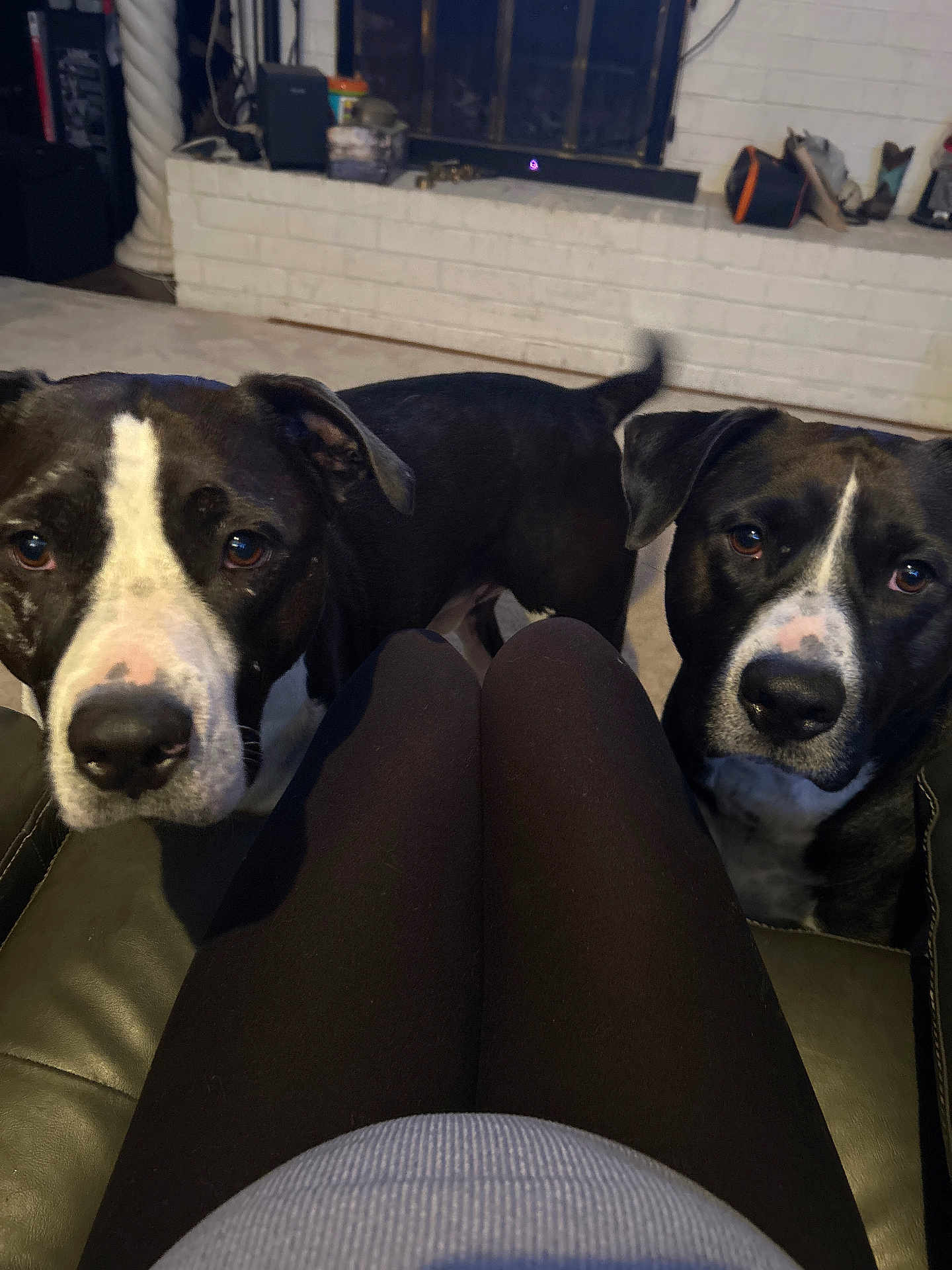 Psycho And Psycho Jr is registered to the contest to win money with this photo: dog, black_and_white, pet, animal, indoor, living_room, fireplace, carpet, knees, person, curious, closeup, cute, companionship, two_dogs, furniture, casual, domestic, tail, ears