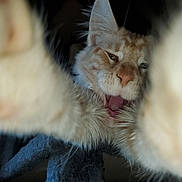 Actarus participe au concours pour gagner de l'argent avec cette photo : cat, close_up, fluffy, paws, mouth_open, whiskers, feline, pet, animal, cute, indoor, fur, muzzle, nose, ears, relaxed, playful, soft, face, portrait