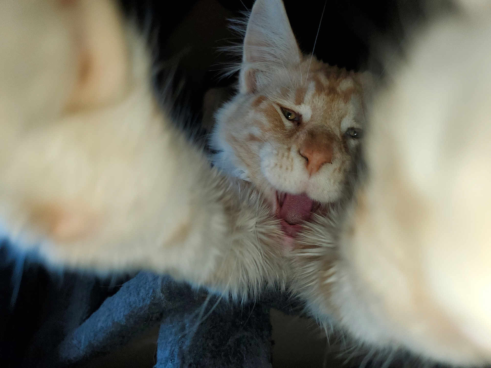 Actarus participe au concours pour gagner de l'argent avec cette photo : cat, close_up, fluffy, paws, mouth_open, whiskers, feline, pet, animal, cute, indoor, fur, muzzle, nose, ears, relaxed, playful, soft, face, portrait