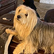 Georgie joined the competition — help win amazing prizes! dog, long_hair, pet, indoor, living_room, ottoman, leather, furniture, curious, cozy, carpet, remote_control, blanket, blurred_person, home, domestic_animal, fur, relaxed, animal, companion
