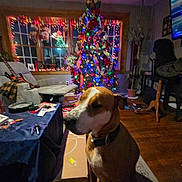 Char-Lee is registered to the contest to win money with this photo: box, chair, christmas_tree, collar, decorations, dog, floor, furniture, guitar, holiday_lights, indoor, living_room, night, plant, rug, stockings, table, television, window, wood_floor