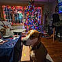 box, chair, christmas_tree, collar, decorations, dog, floor, furniture, guitar, holiday_lights, indoor, living_room, night, plant, rug, stockings, table, television, window, wood_floor